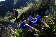 92 Genziana di Clusius (Gentiana Clusii)